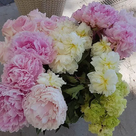 فندق مبيت وإفطار Al Corbezzolo