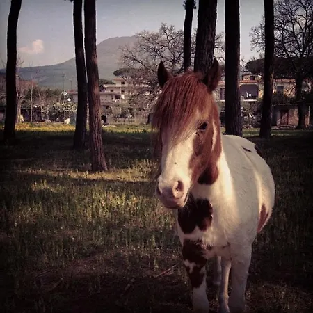 Al Corbezzolo 4* 토레델그레코